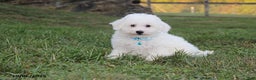 Bichon Frise dogs for sale: Carson - Ad 2