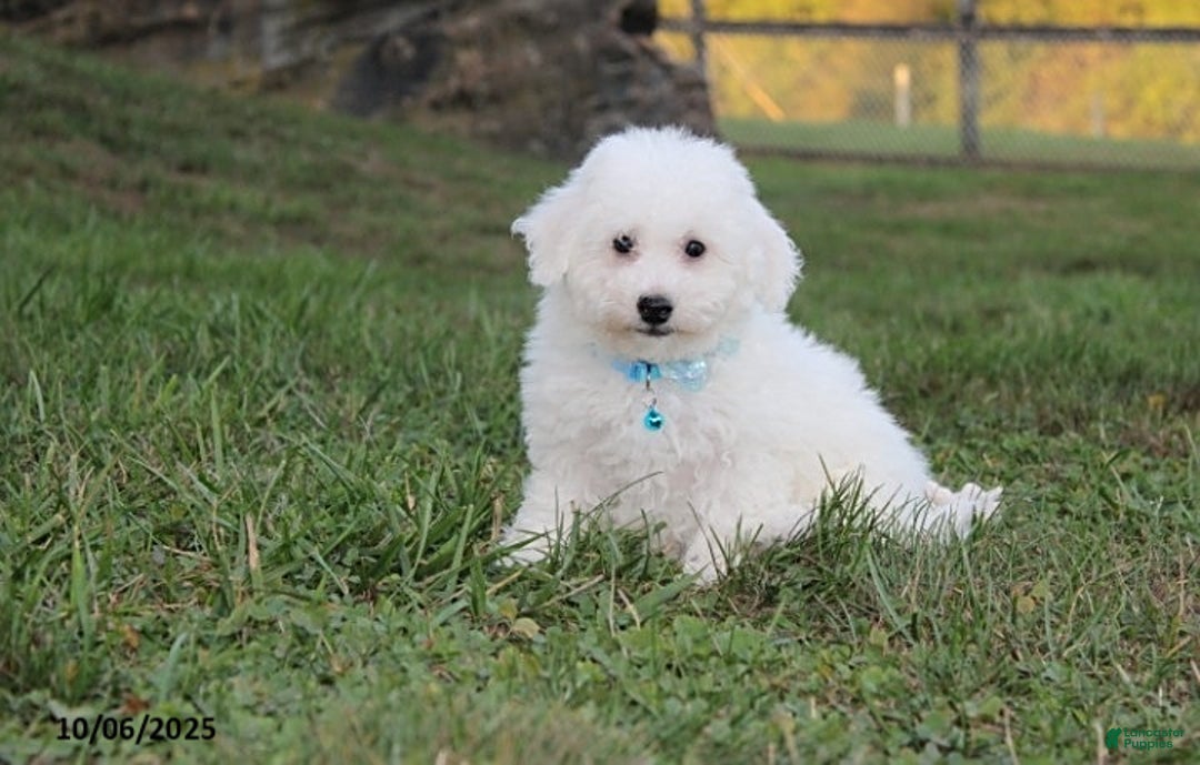 Bichon Frise dogs for sale: Carson - Ad 2