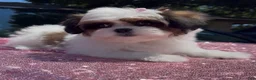 Shihpoo dogs for sale: Shihpoo Puppy 1 - Ad 5