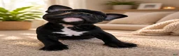 American Bully dogs for sale: Mamba - Ad 1