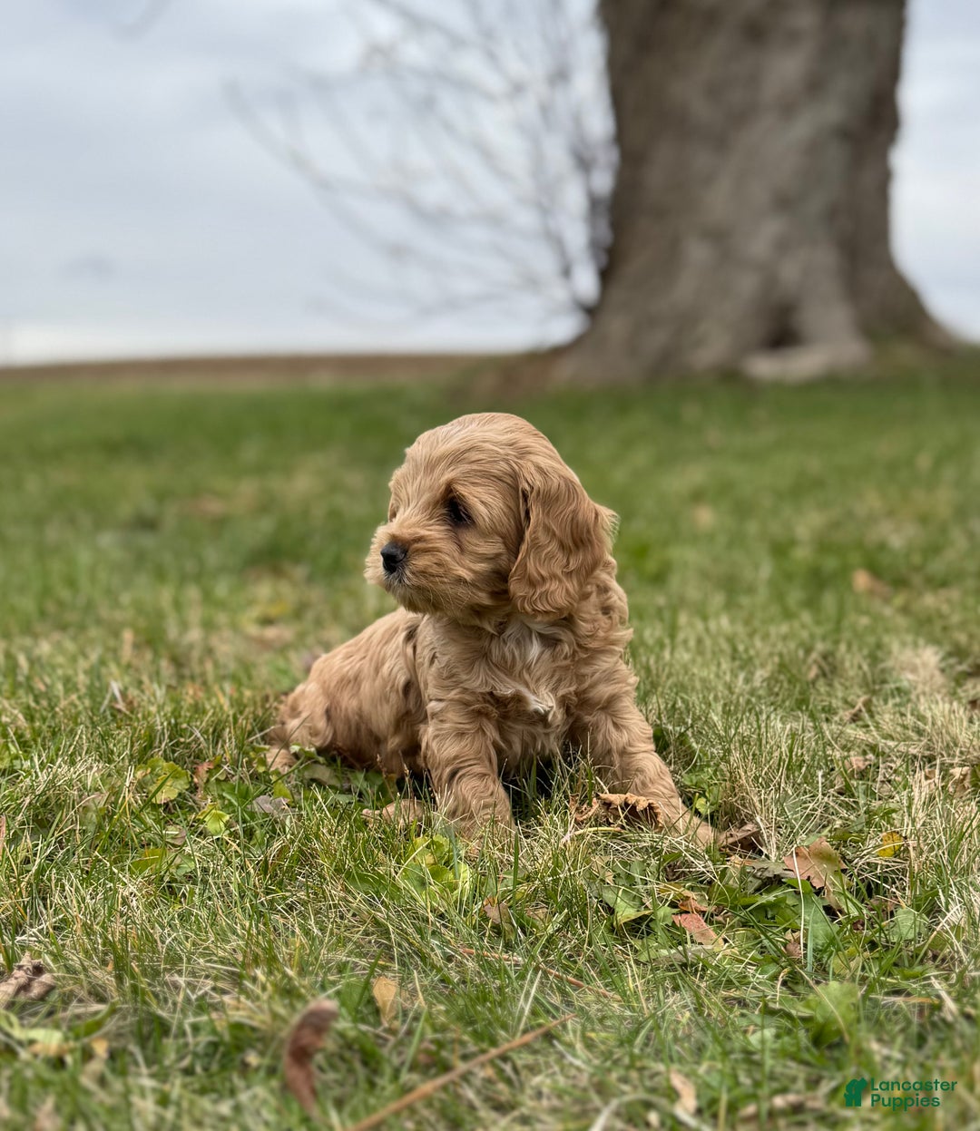 Cockapoo dogs for sale: Hunter  - Ad 2