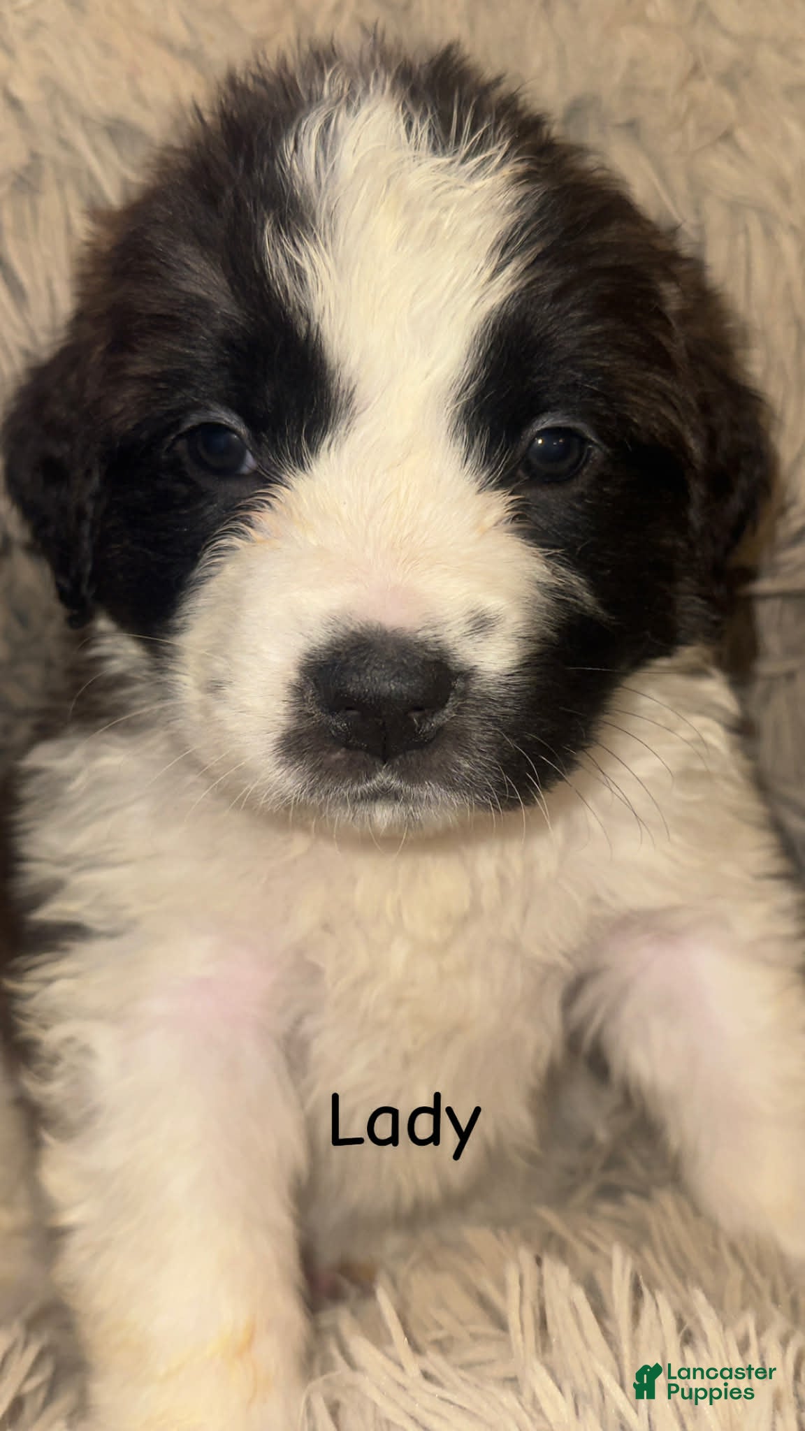 Saint Bernard dogs Lady - Ad 9