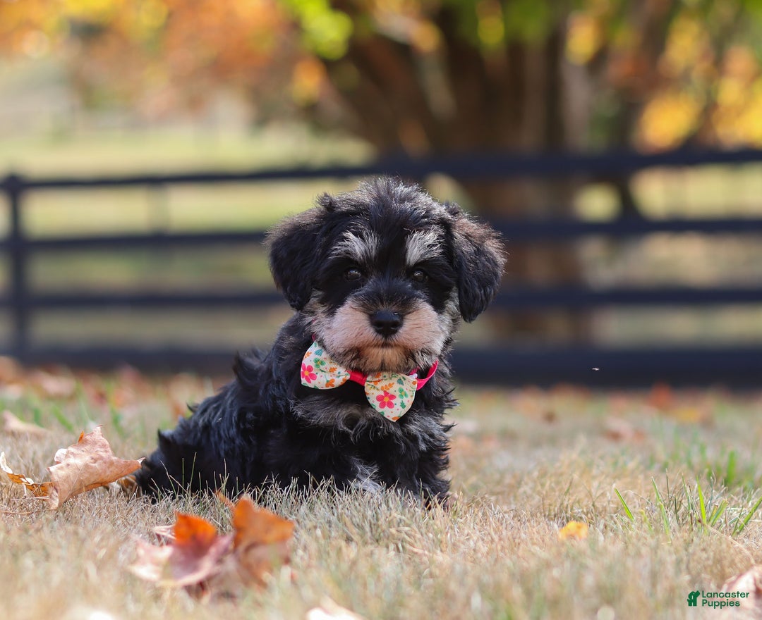 Miniature Schnauzer dogs for sale: Brianna - Ad 34