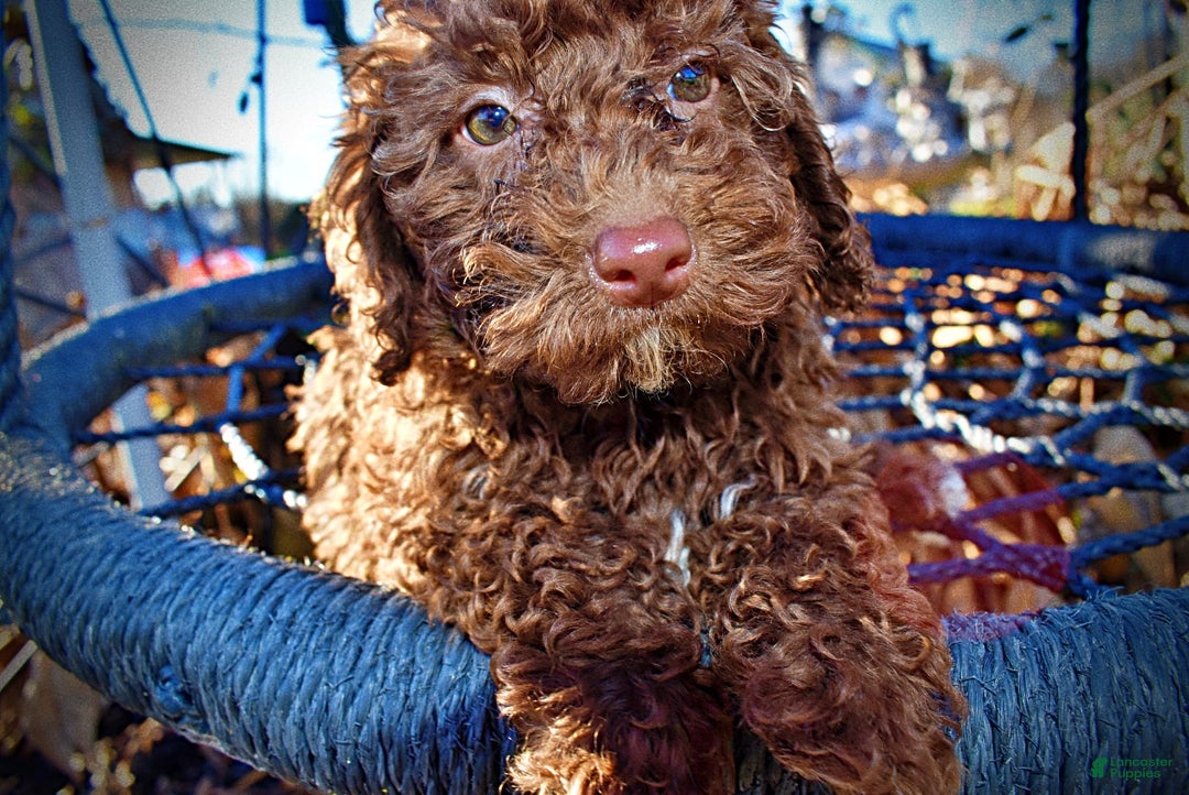 Havapoo dogs for sale: Scooby - Ad 3