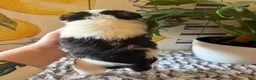 Wire Fox Terrier dogs for sale: Duke Weaselton  - Ad 7