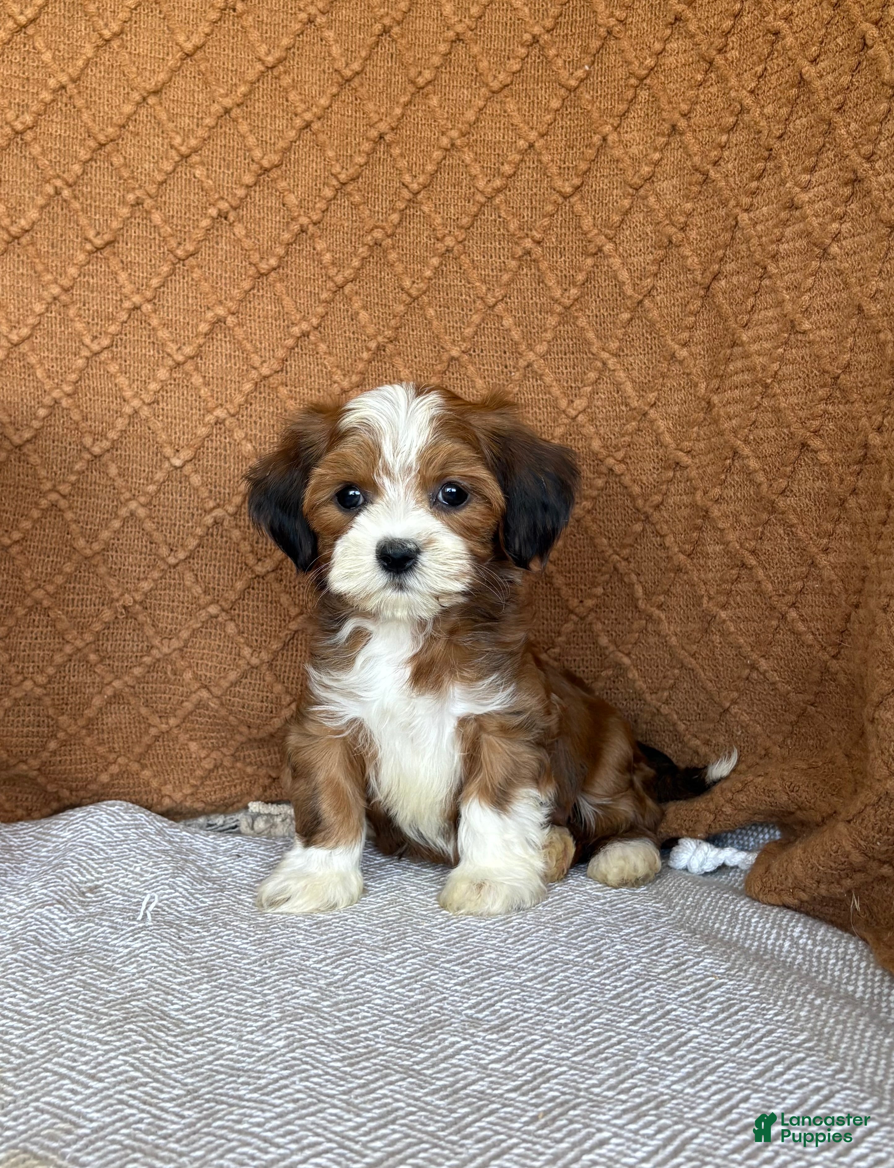 Havanese dogs Laura  - Ad 1