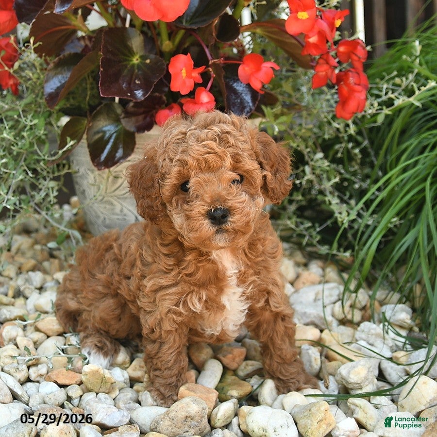 Toy Poodle dogs Jasper  - Ad 1