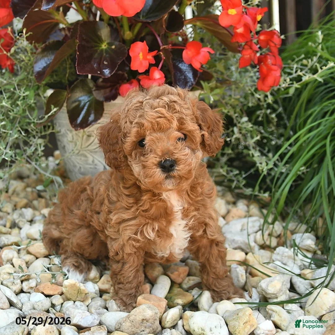 Toy Poodle dogs for sale: Jasper  - Ad 1