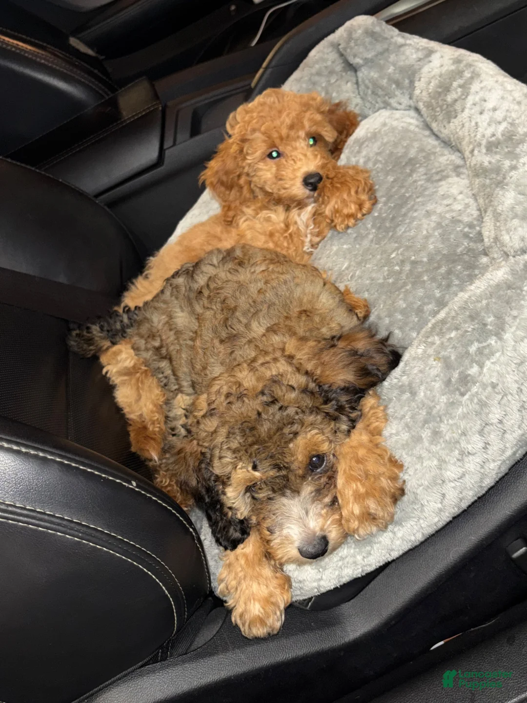 Miniature Poodle dogs for sale: Midnight - Ad 2