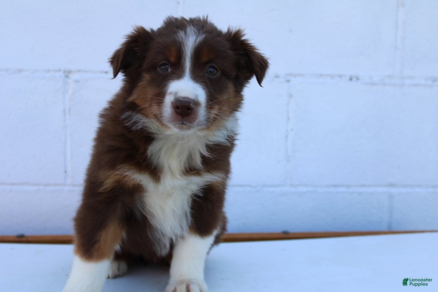 Australian Shepherd dogs Shyla - Ad 2