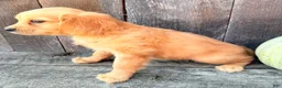 Miniature Golden Retriever dogs for sale: Honey Female Mini Golden Retriever - Ad 6