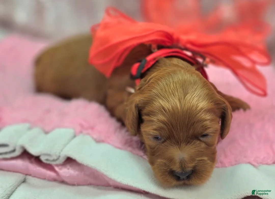 Cockapoo dogs for sale: Glaze - Ad 1