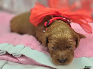 Cockapoo dogs Glaze - Ad 12