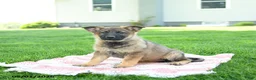 German Shepherd dogs for sale: Clover - Ad 5