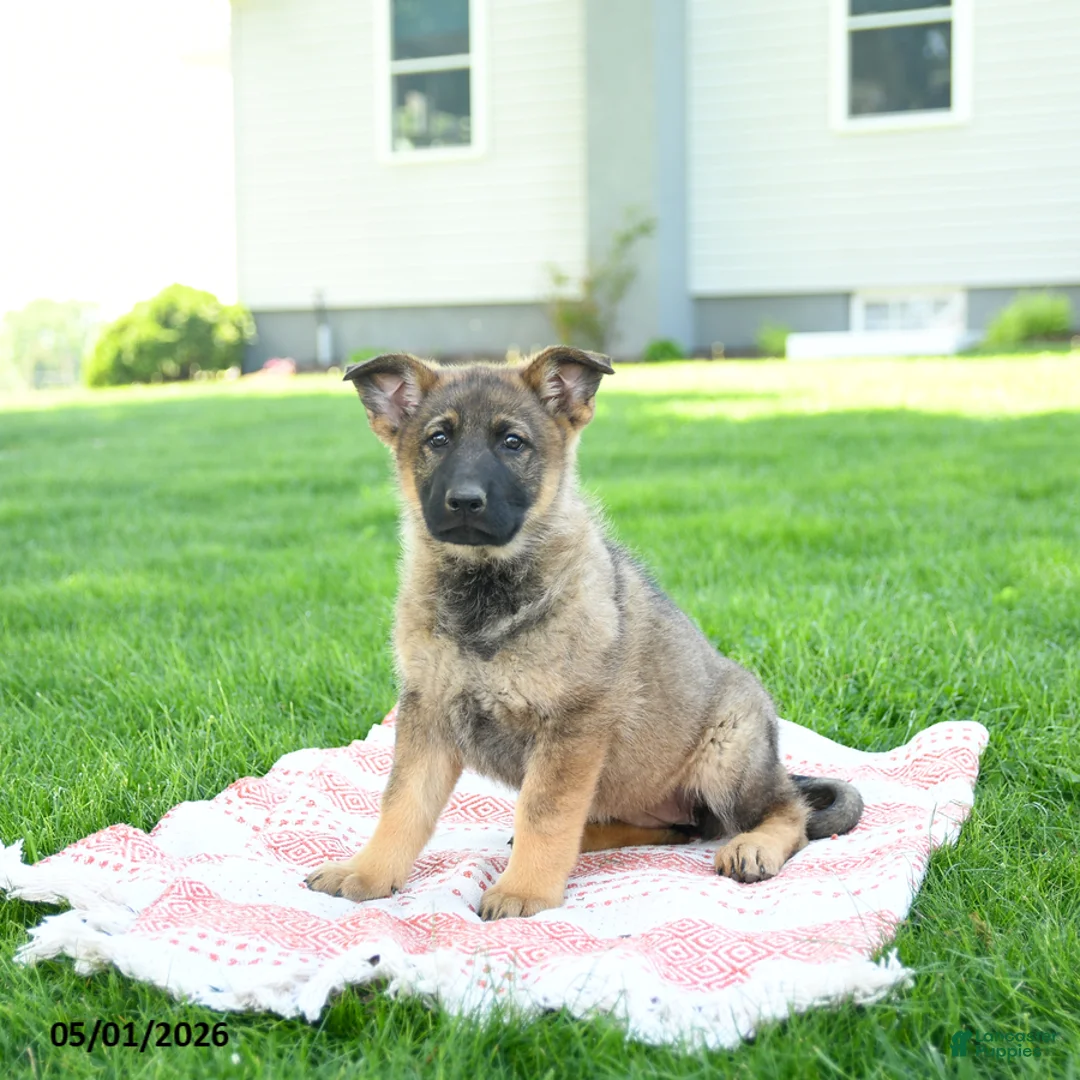German Shepherd dogs for sale: Clover - Ad 5