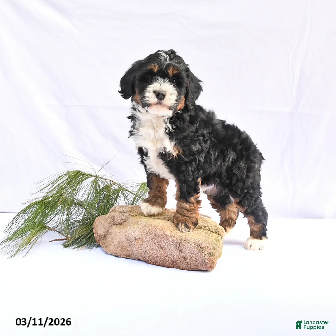 Bernedoodle dogs for sale: Bandit - Ad 1