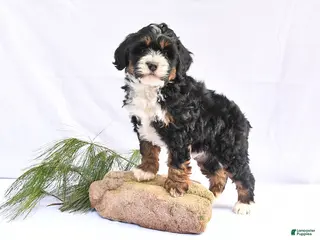 Mini Bernedoodle dogs for sale: Bandit - Ad 1