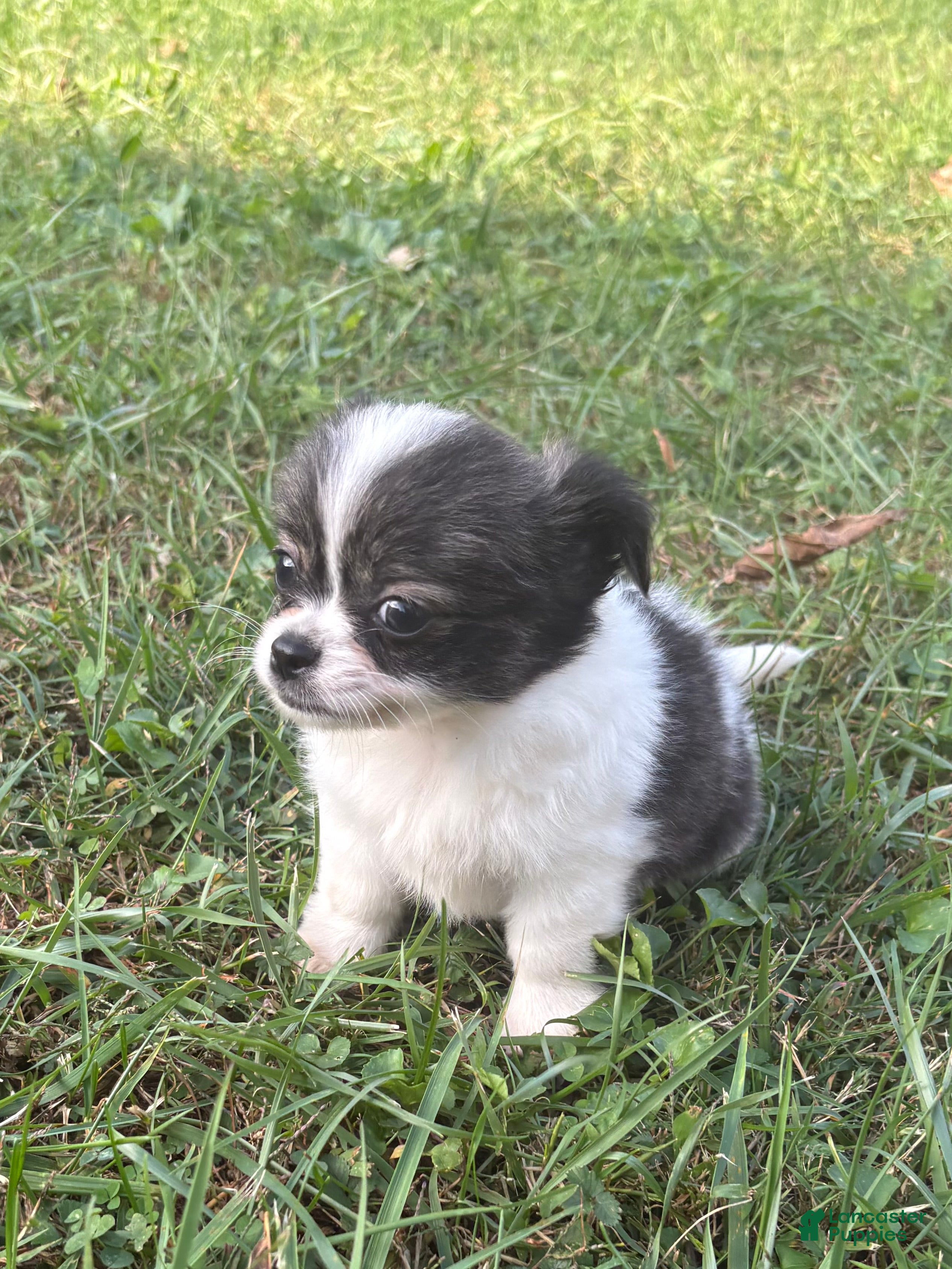 Chihuahua dogs Chihuahua 1 - Ad 1