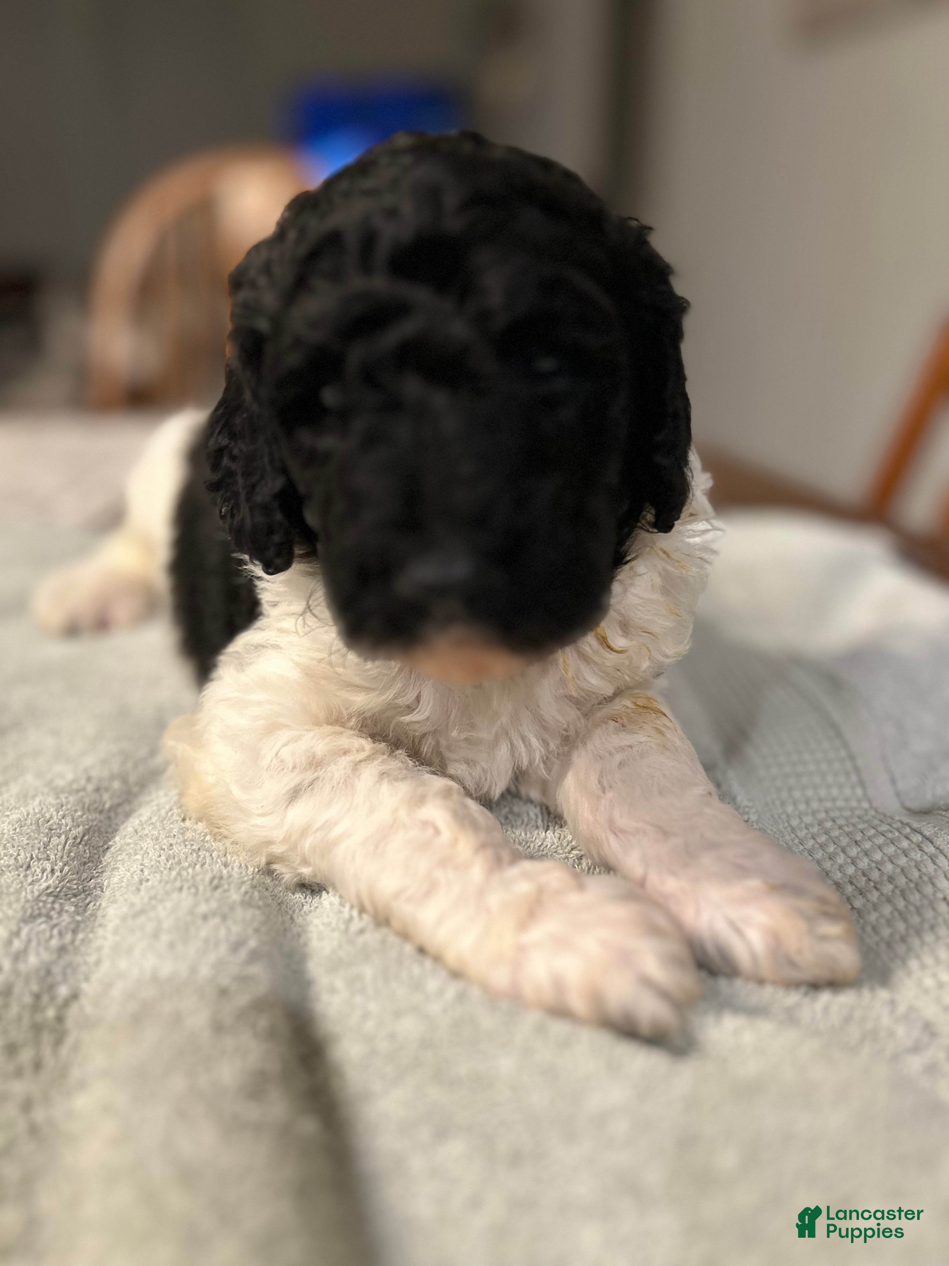 Standard Poodle dogs Freedom - Ad 4