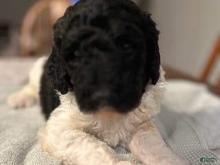 Standard Poodle dogs Freedom - Ad 1