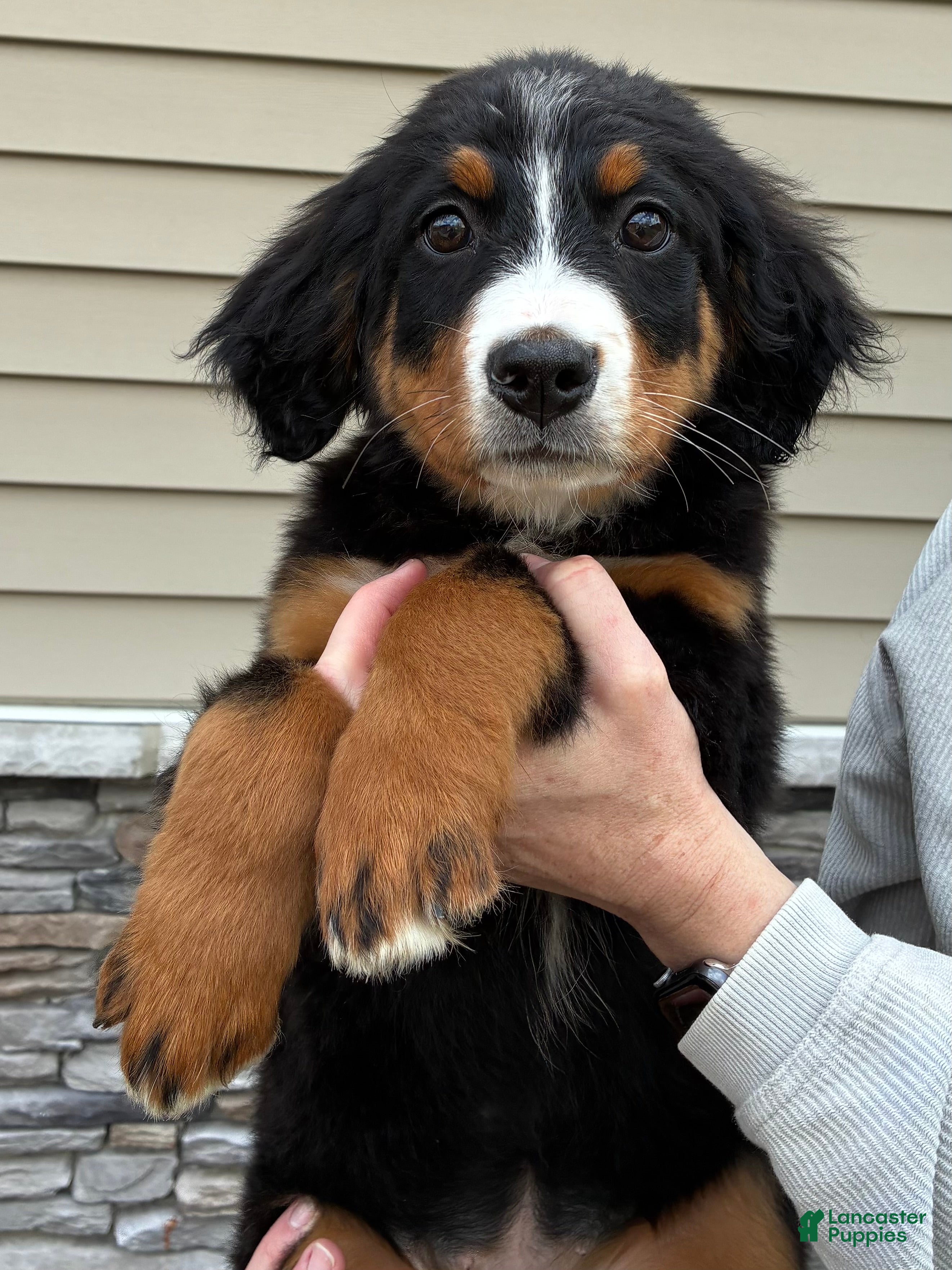 Bernese Mountain Dog dogs Bernese Mountain Dog Puppy 9 - Ad 1