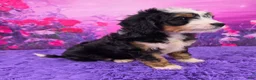 Mini Bernedoodle dogs for sale: Scout Munchkin Bernedoodle - Ad 3