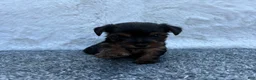 Yorkshire Terrier dogs for sale:  Chase - Ad 3