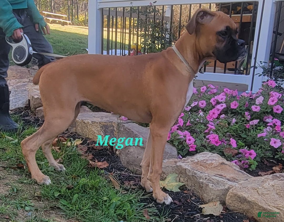 Boxer Puppies for sale under $500 Lancaster Puppies