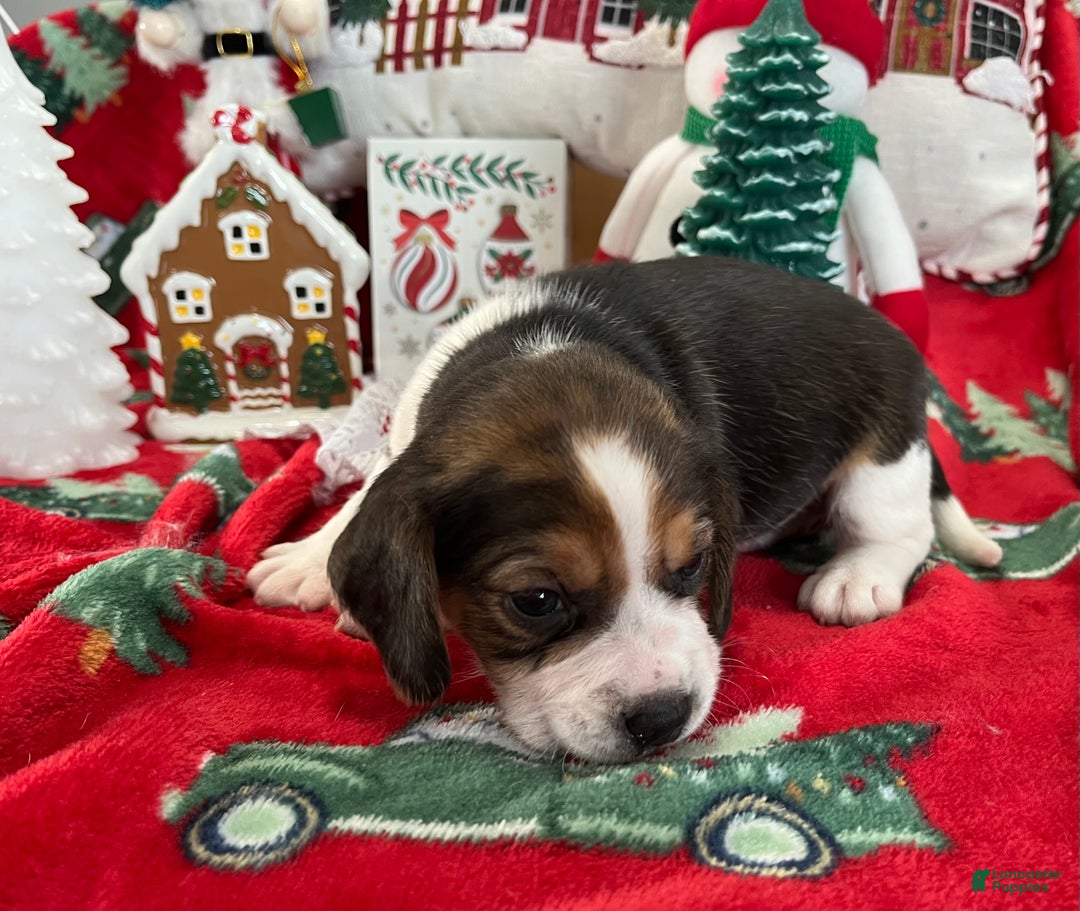Beagle dogs for sale: Beagle Puppy 3 - Ad 9