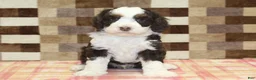 Mini Bernedoodle dogs for sale: Cody - Ad 3