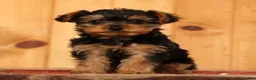 Yorkiepoo dogs for sale: Mr Cutie - Ad 1