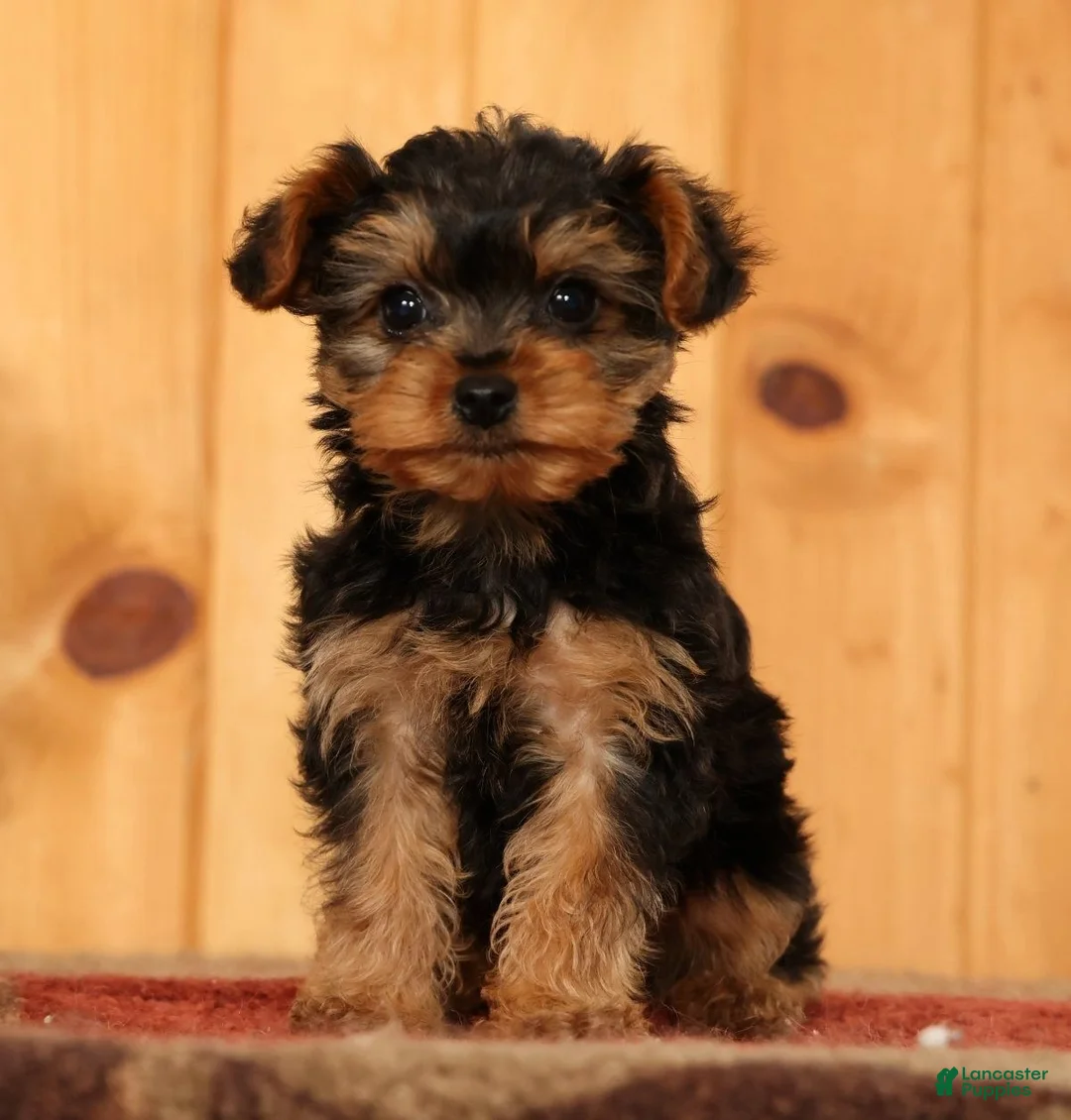 Yorkiepoo dogs for sale: Mr Cutie - Ad 1