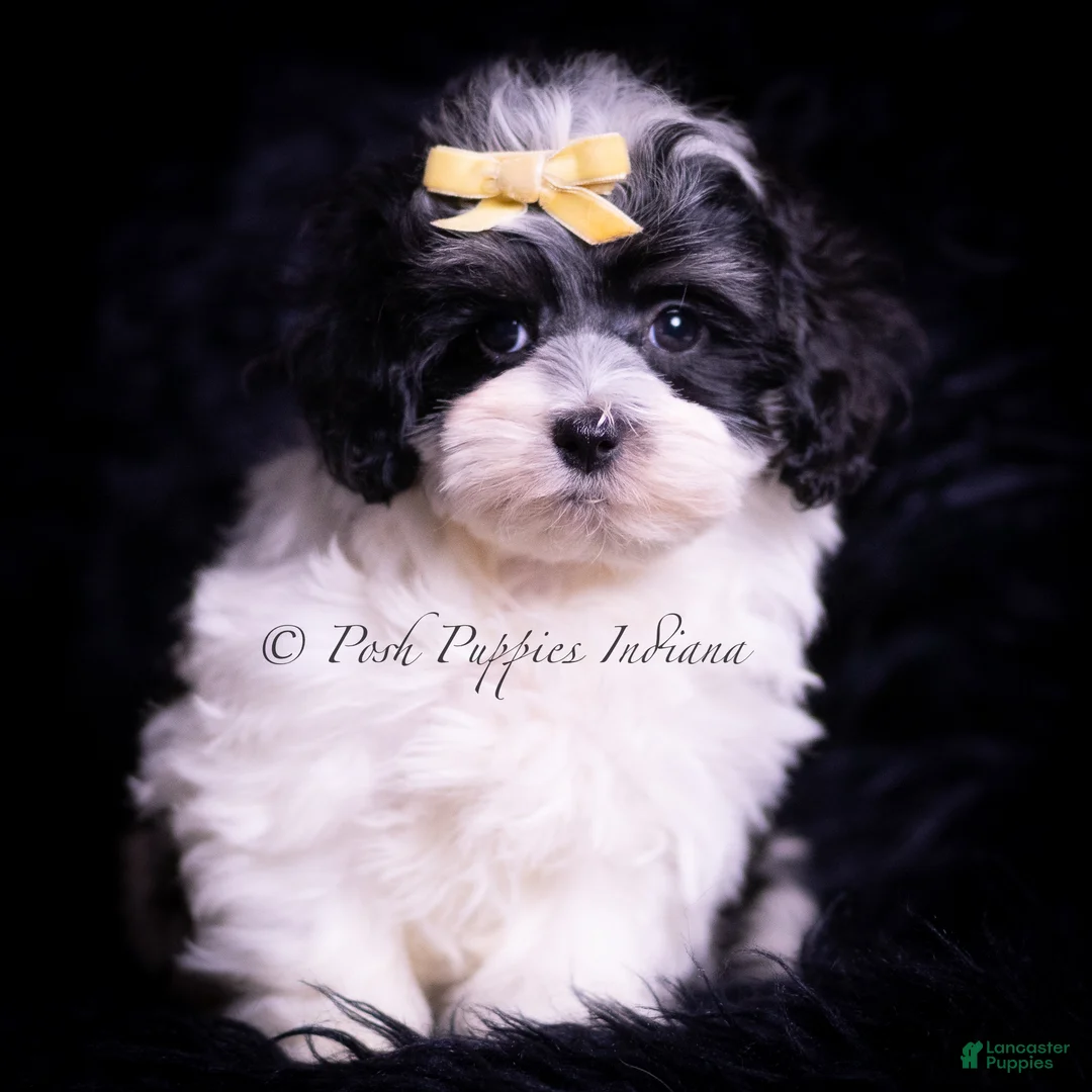 Maltipoo dogs for sale: Vision F1 - Ad 1