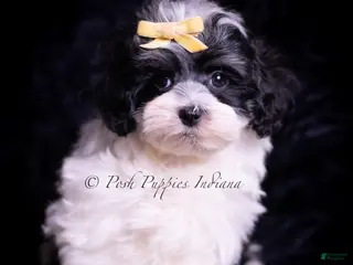Maltipoo dogs Vision F1 - Ad 41
