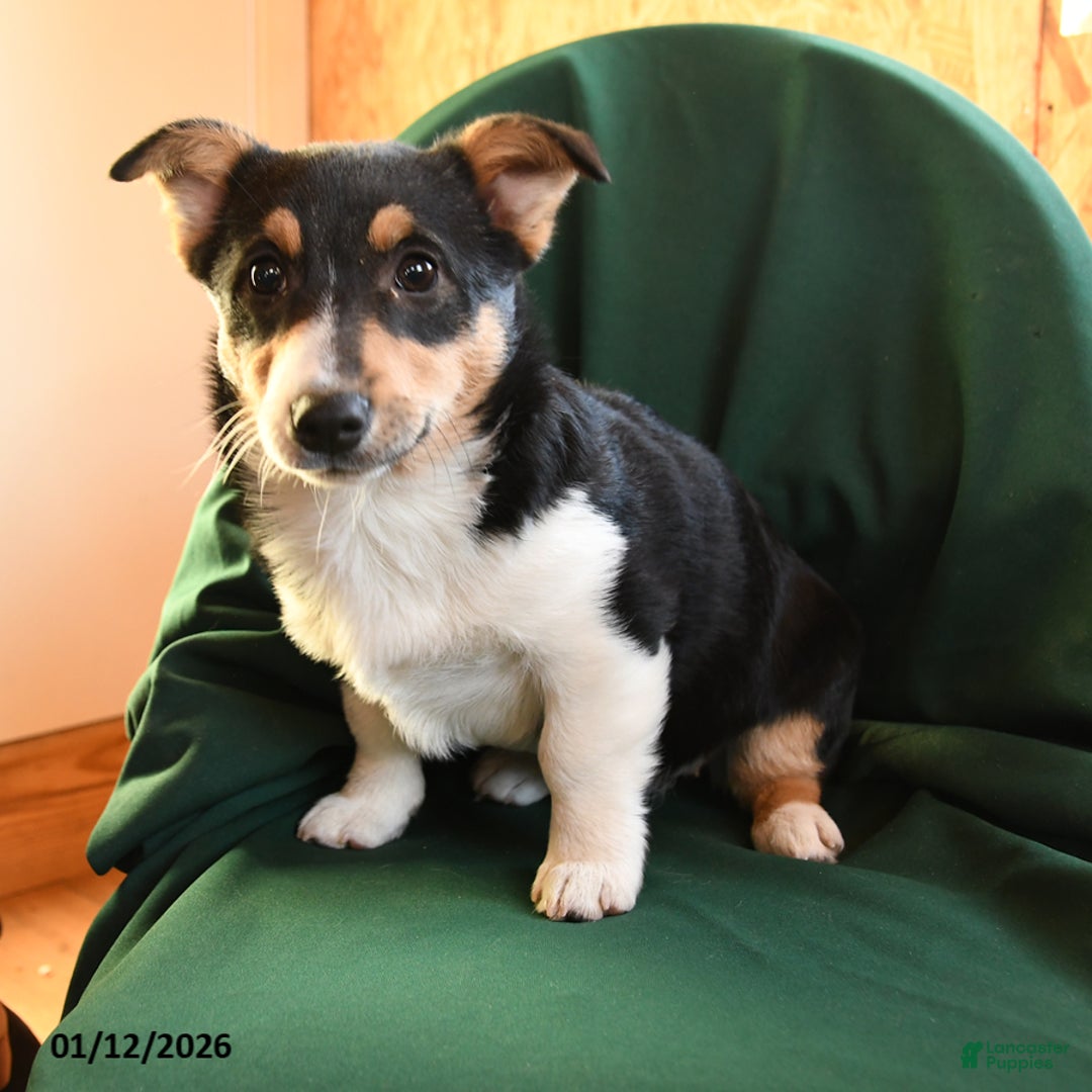 Welsh Corgi Pembroke dogs for sale: Kenya - Ad 3