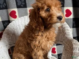 Mini Goldendoodle dogs Comet - Ad 17