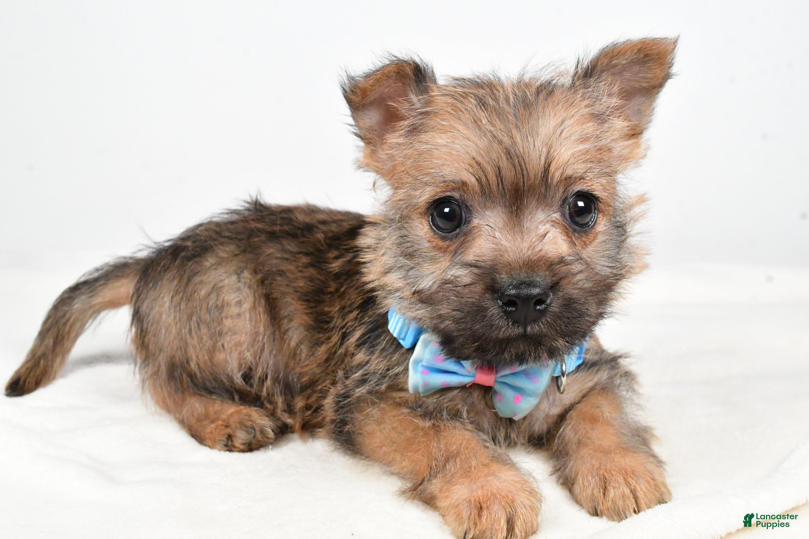 Cairn Terrier dogs Theodore - Ad 4