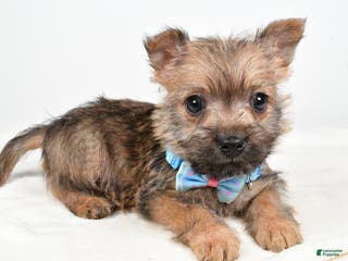 Cairn Terrier dogs Theodore - Ad 5