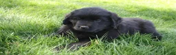 Newfoundland dogs for sale: Ember - Ad 3