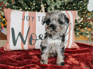 Toy Poodle dogs Toy Poodle Puppy 1 - Ad 2