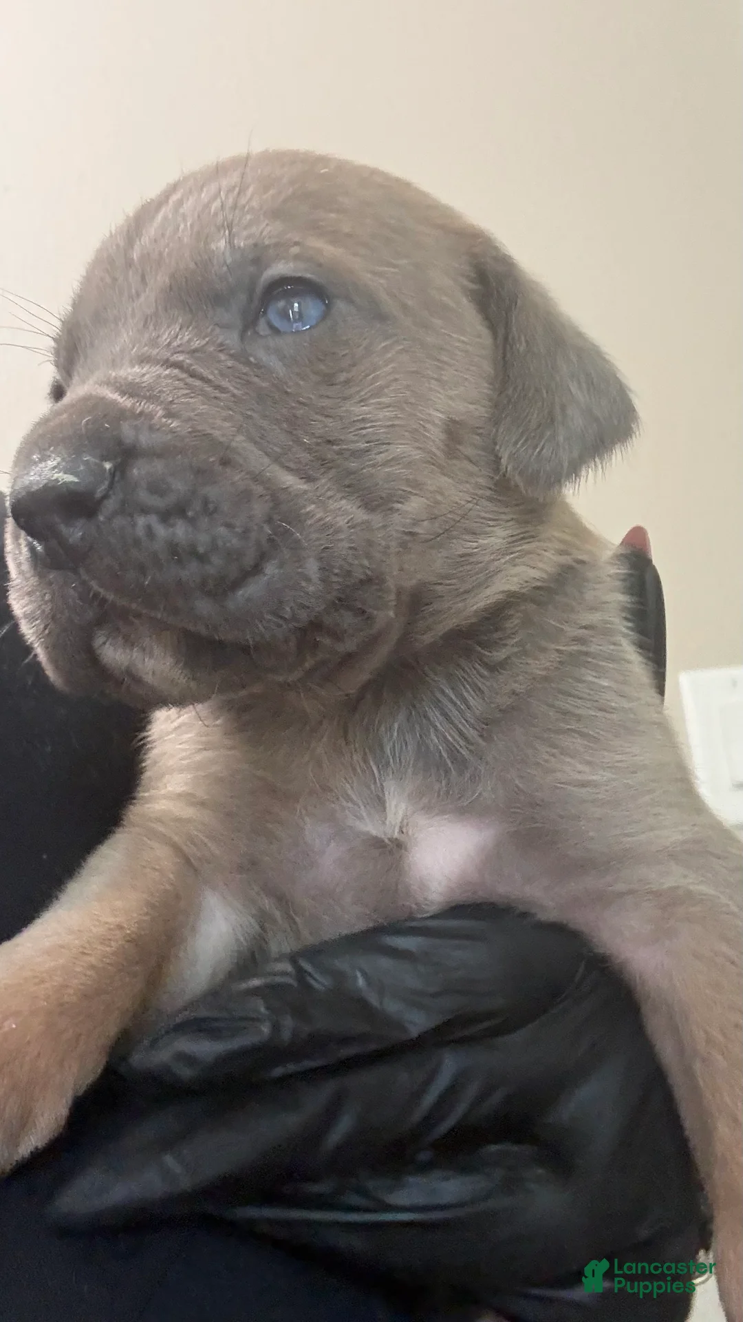 Cane Corso dogs for sale: Cane Corso 4- Steve  - Ad 2