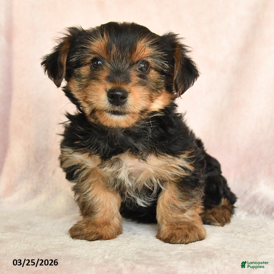 Yorkshire Terrier dogs Oliver - Ad 1