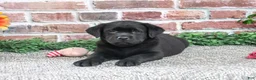 Labrador Retriever dogs for sale: Jade - Ad 4