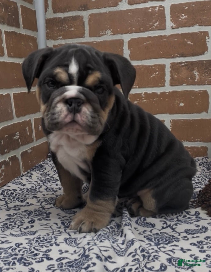 English Bulldog dogs Hazel - Ad 1