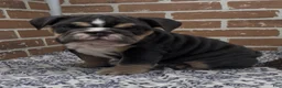 English Bulldog dogs for sale: Hazel - Ad 1