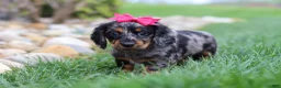 Miniature Dachshund dogs for sale: Lucy - Ad 3