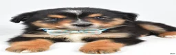 Miniature Australian Shepherd dogs for sale: Caesar  - Ad 5