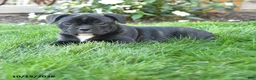 Mixed Breed dogs for sale: Alexa - Ad 2