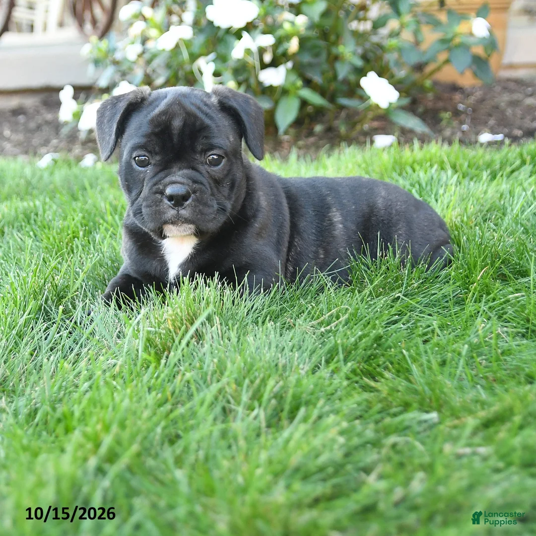 Mixed Breed dogs for sale: Alexa - Ad 2
