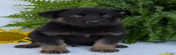 German Shepherd dogs for sale: Ben  - Ad 3
